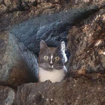 El Gato Genial Casa de Campo Santa Cruz de Tenerife