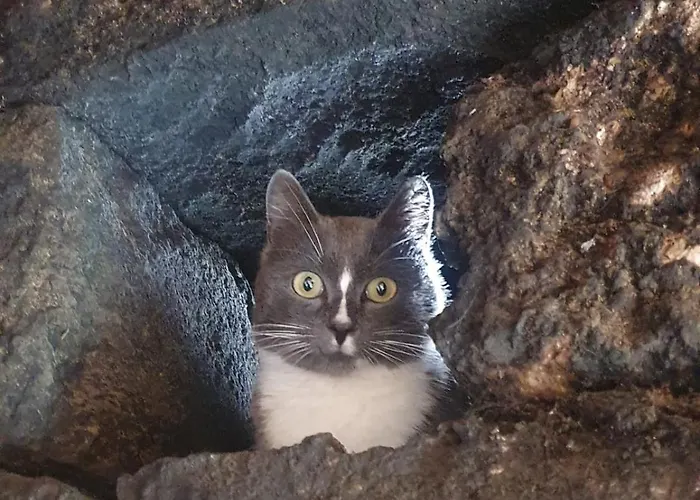 El Gato Genial Venkovský dům Santa Cruz de Tenerife